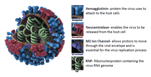 H1N1  virus